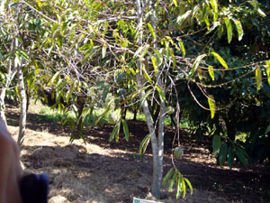 Tree with Guayabano (Soursop) Fruits