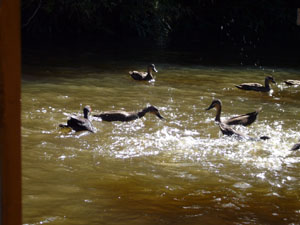 Ducks Chasing Bread Tossed from Boat