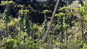 Papaya Trees