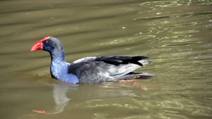 A Moorhen