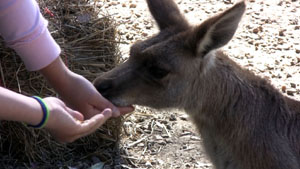 Connie Feeding Kangaroo