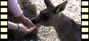 Connie Feeding Kangaroo