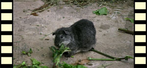 Guinea Pig Enclosure