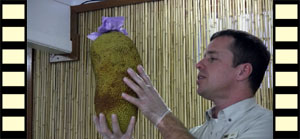 Jack Fruit Presentation