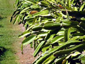 Dragonfruit Plants