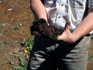 Guide Showing Chocolate Pudding Fruit (Sapote)