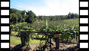 Dragonfruit Field