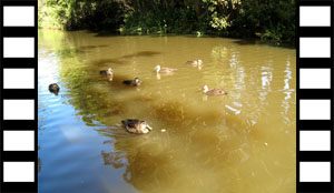 Waterfowl from Canal Boat