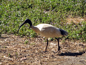 An Ibis