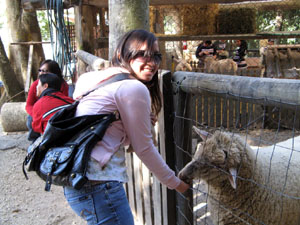 Connie Feeding Sheep