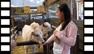 Feeding Young Cows