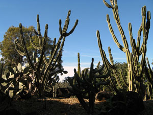 Cactus Garden Near Exit