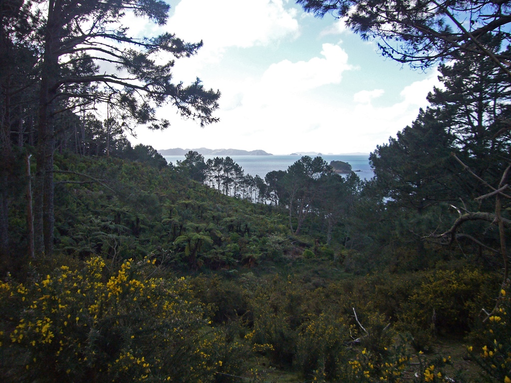 Ocean and Foliage