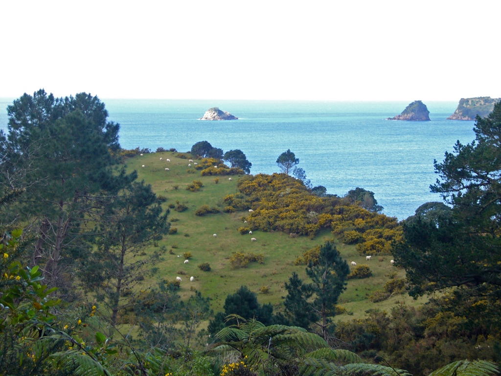 Sheep on Headland