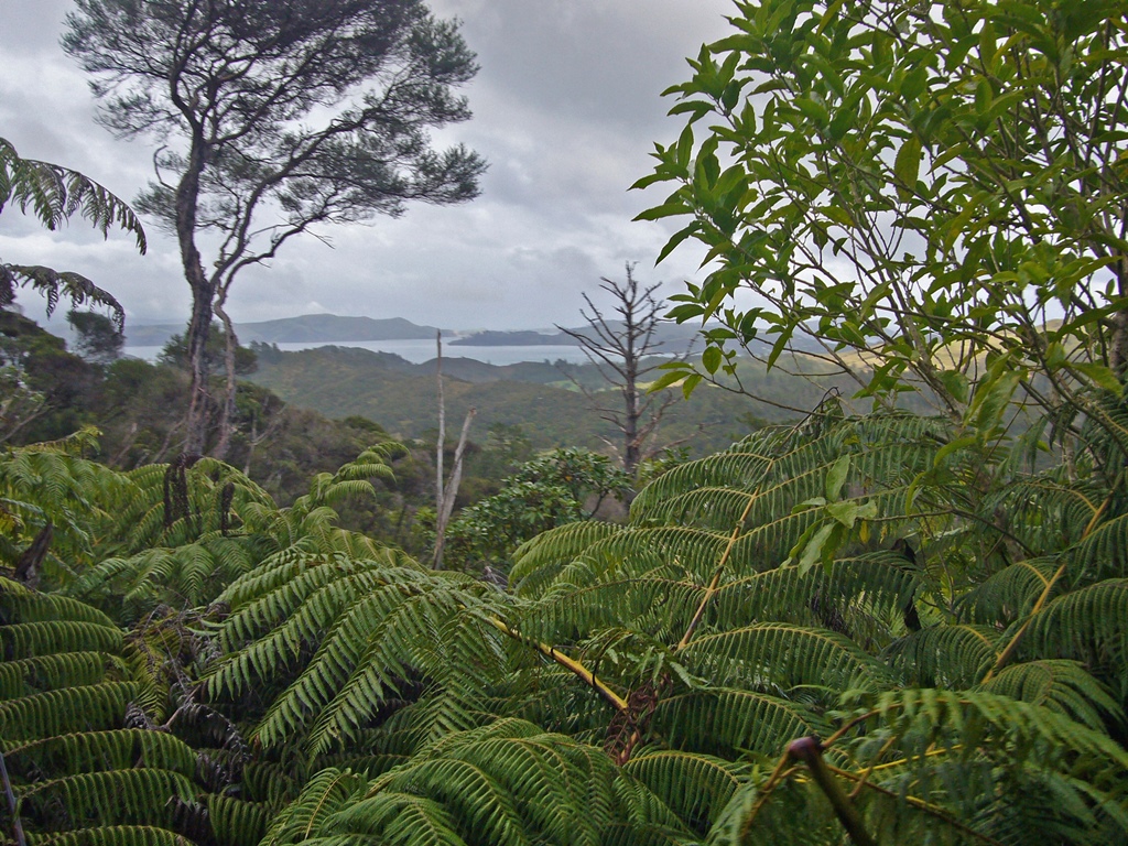 Coromandel Bay Through Bushes