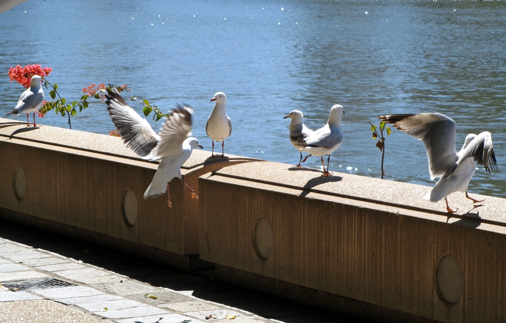 Seagulls