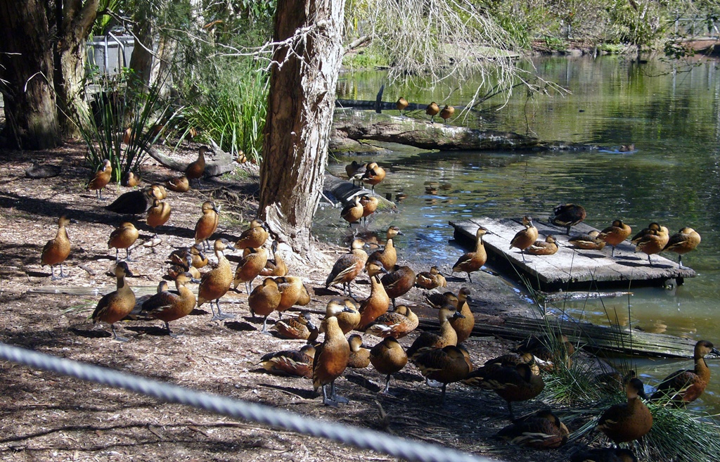 Many Ducks