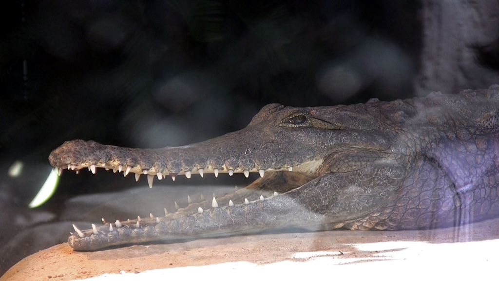 Freshwater Crocodile