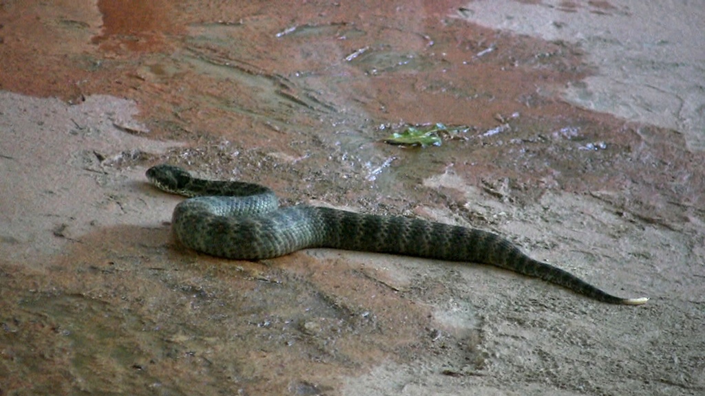 Death Adder