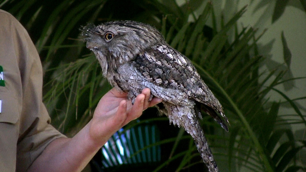 Tawny Frogmouth