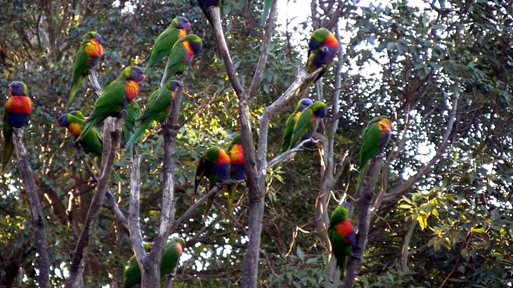 Lorikeets in Tree