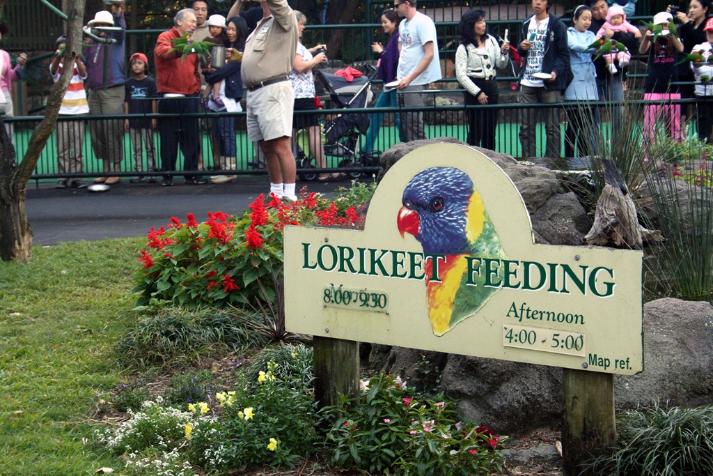 Lorikeet Feeding!