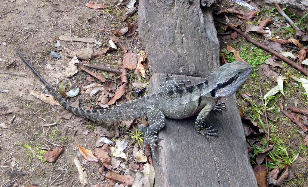 Large Native Lizard