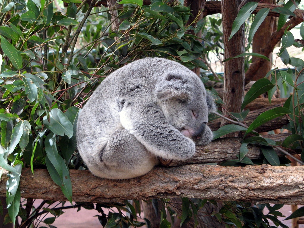 Sleeping Koala