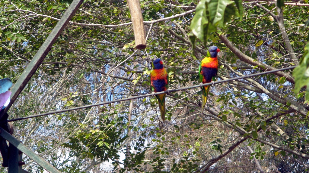 Lorikeets