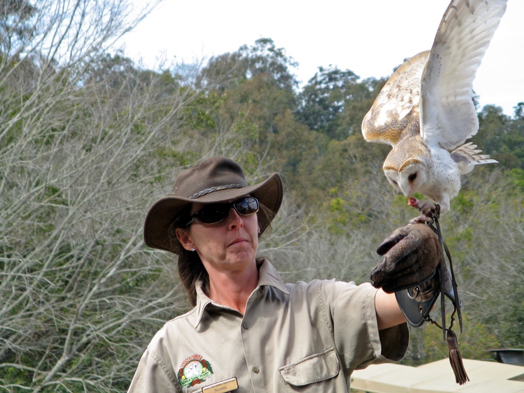 Barn Owl with Handler