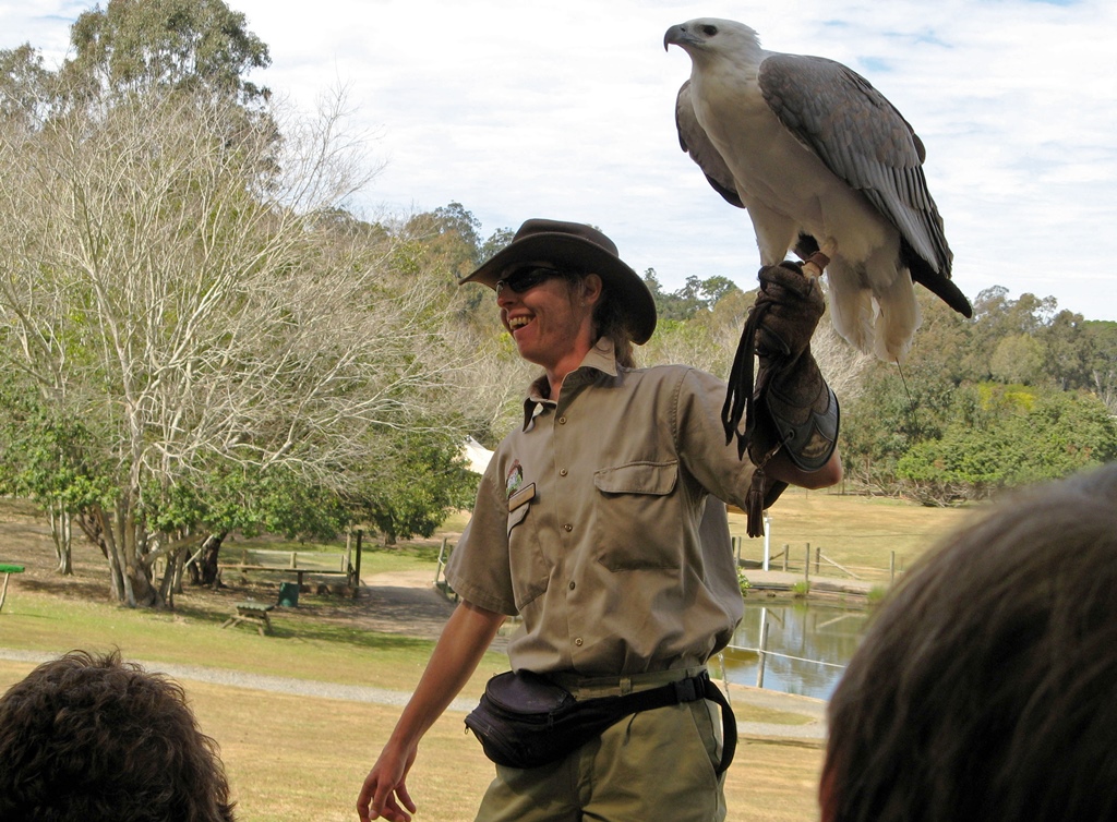 White-Bellied Sea Eagle