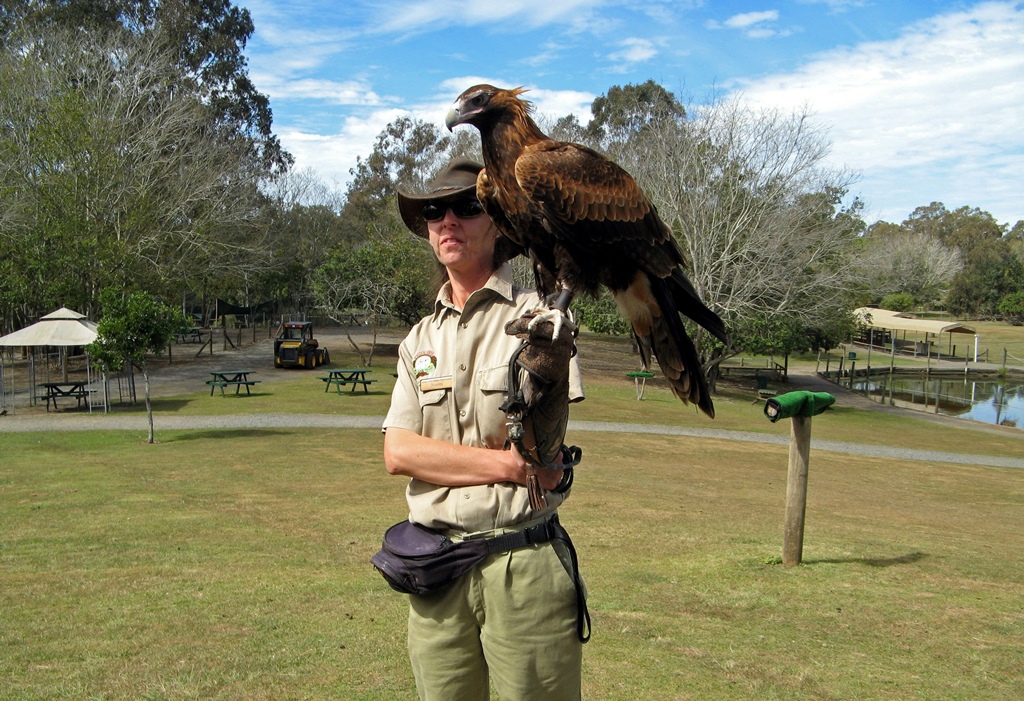 Wedge-Tailed Eagle