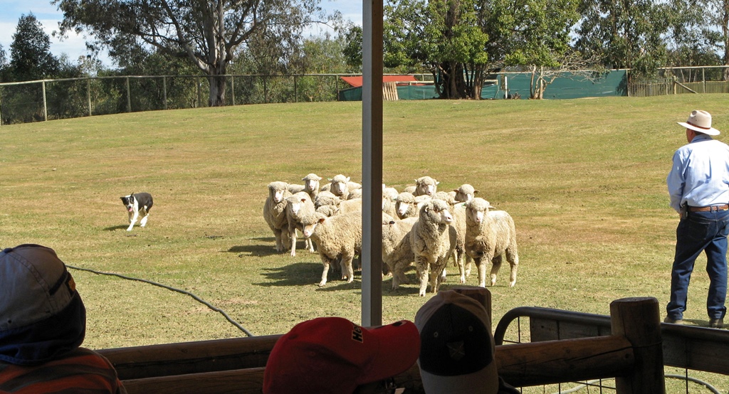 Sheep Dog, Sheep and Trainer