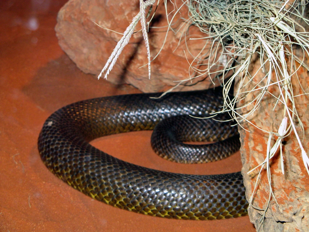 Inland Taipan - World's Most Venomous