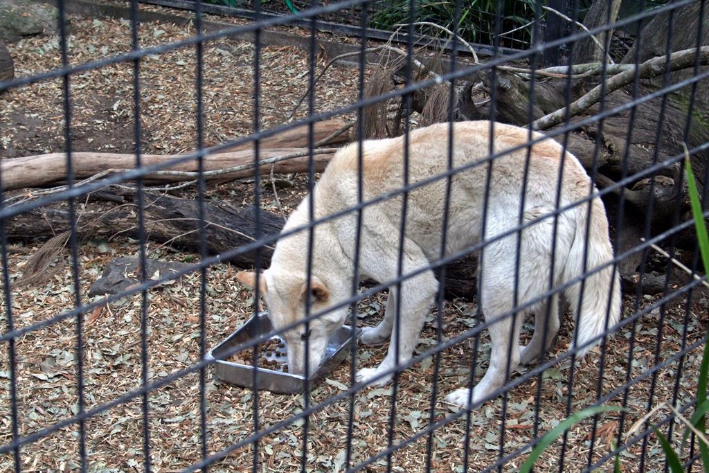 A Dingo