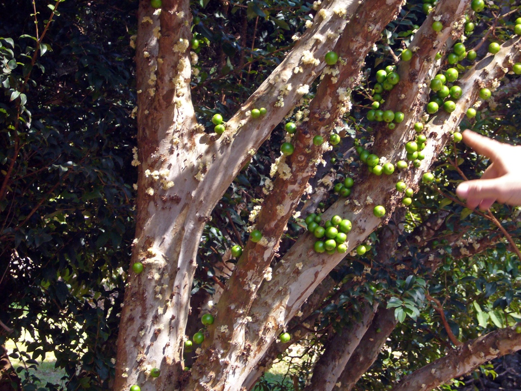 Jaboticaba Tree