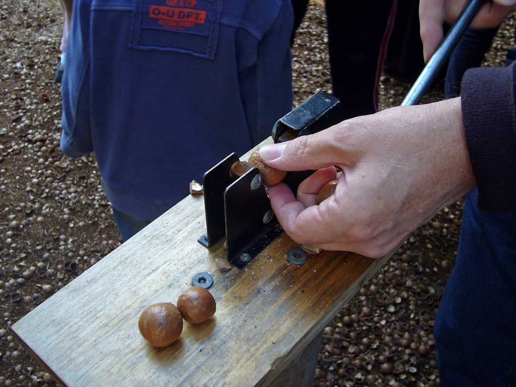 Bob Using Nut Cracker