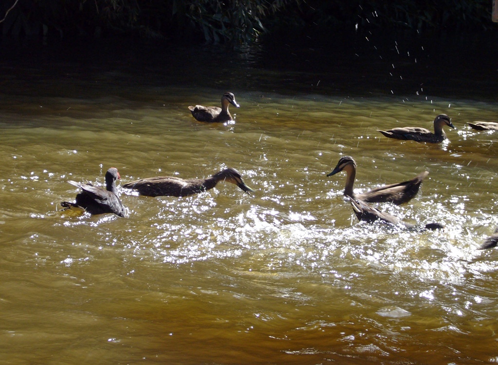 Waterfowl from Canal Boat