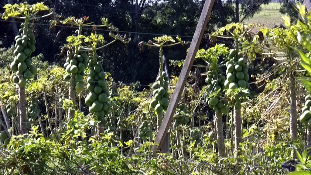 Papaya Trees