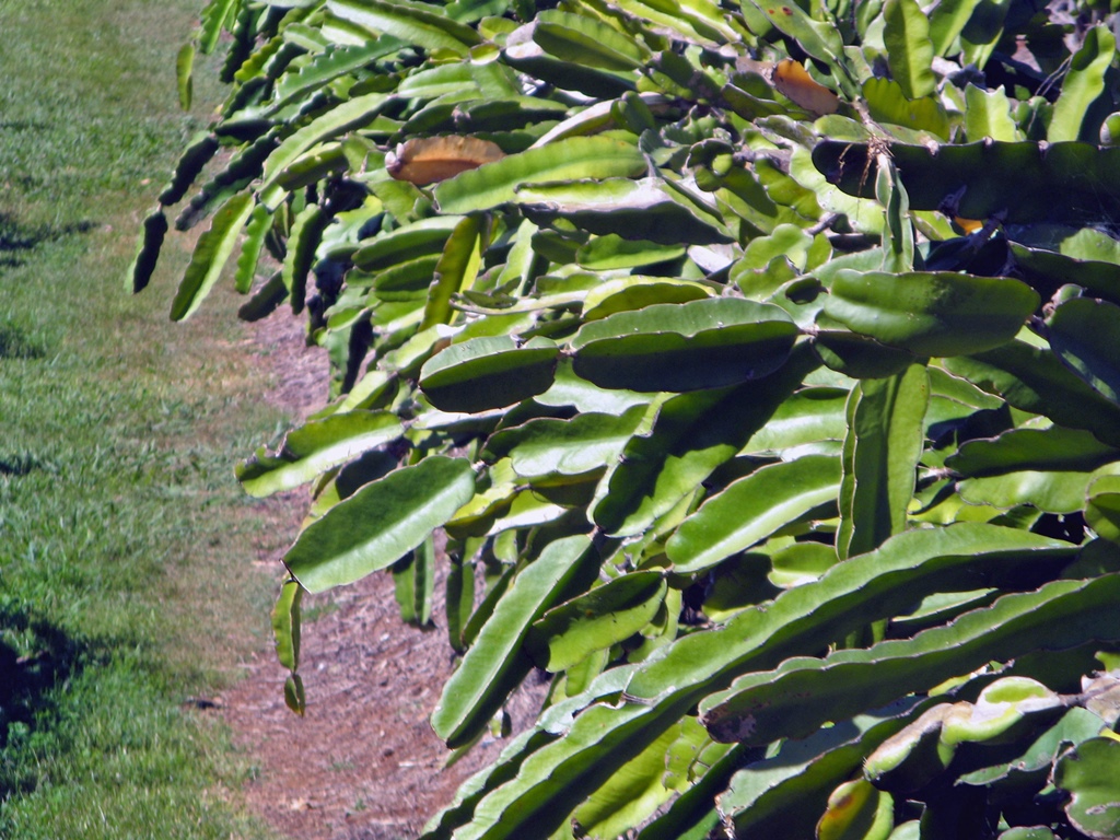 Dragonfruit Plants