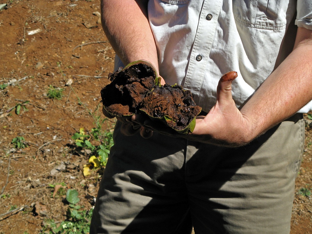 Guide with Chocolate Pudding Fruit