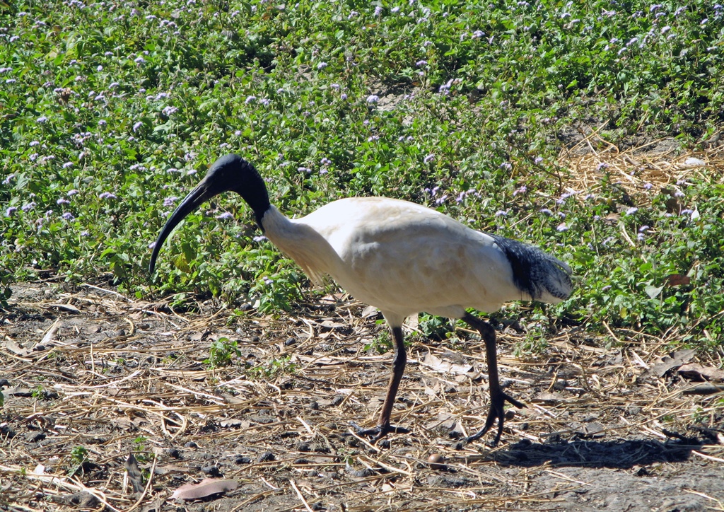 An Ibis