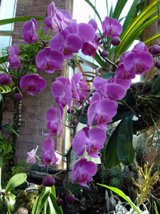 Purple Orchid