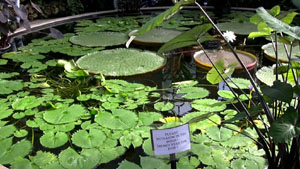 Pond, Tropical House