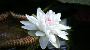 Flower in Pond