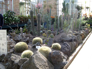 Cactus Garden