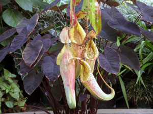 Pitcher Plant