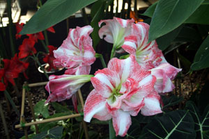 White and Red Flowers