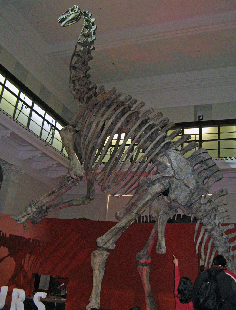 Dinosaur Skeleton