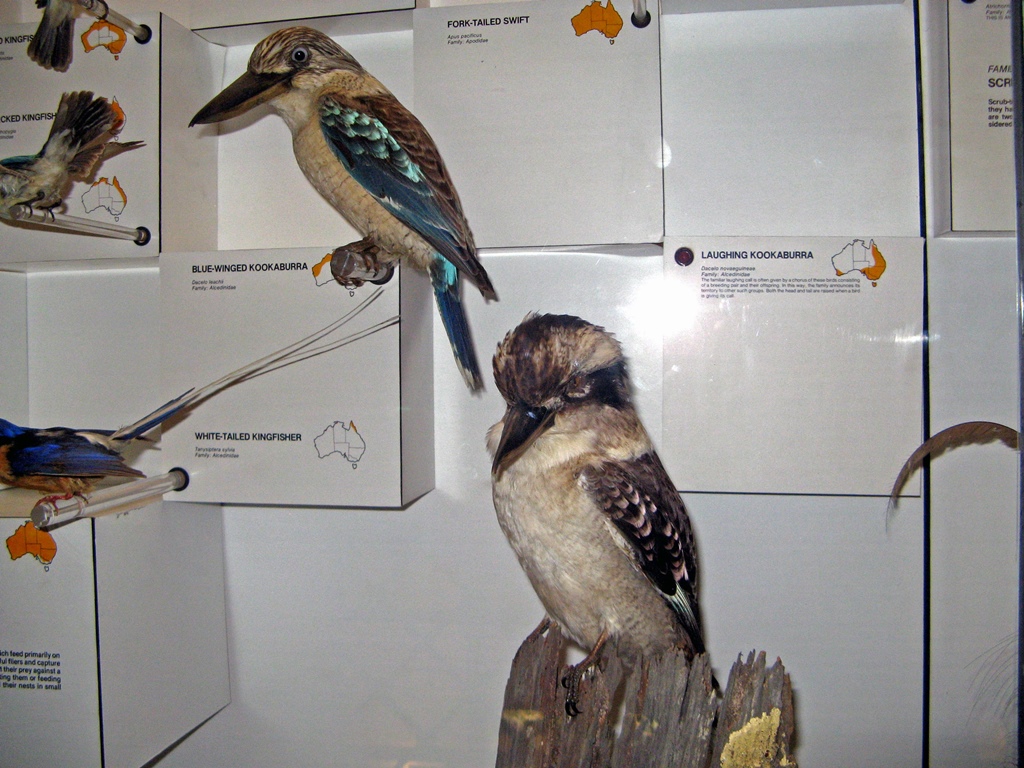 Kookaburras